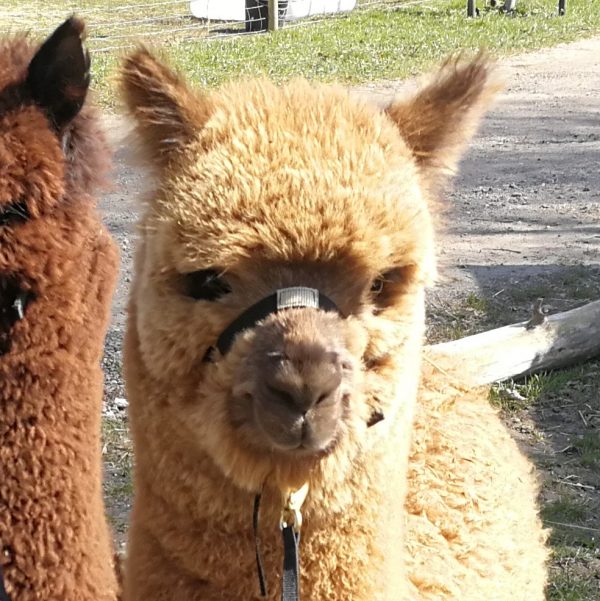 Grime til Alpaca