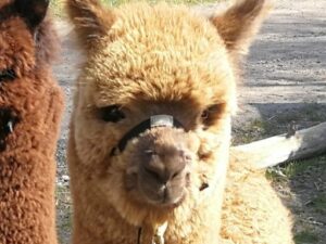 Grime til Alpaca