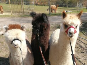 Til alpacaejeren